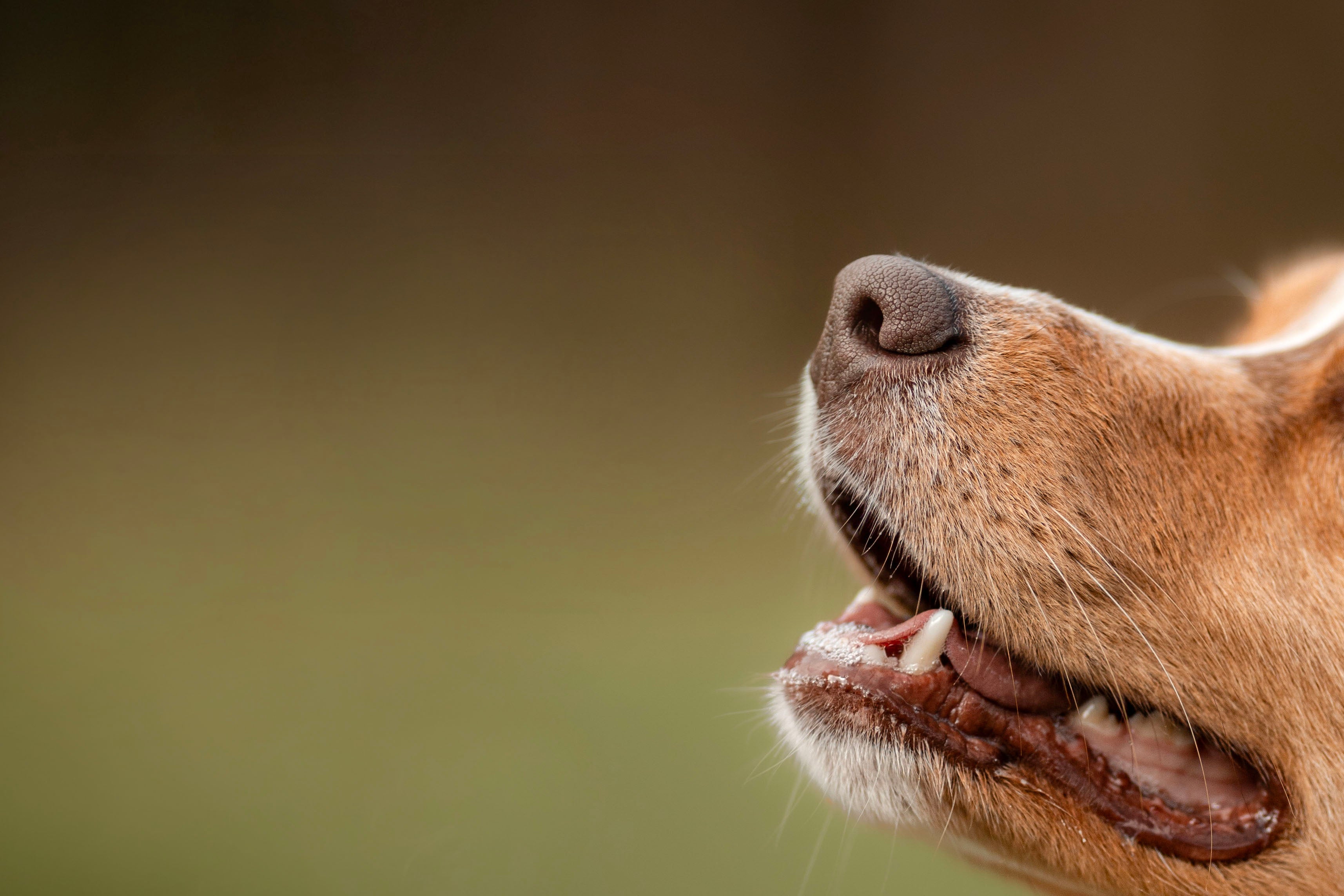 Hvorfor er mental stimulering viktig for hund?