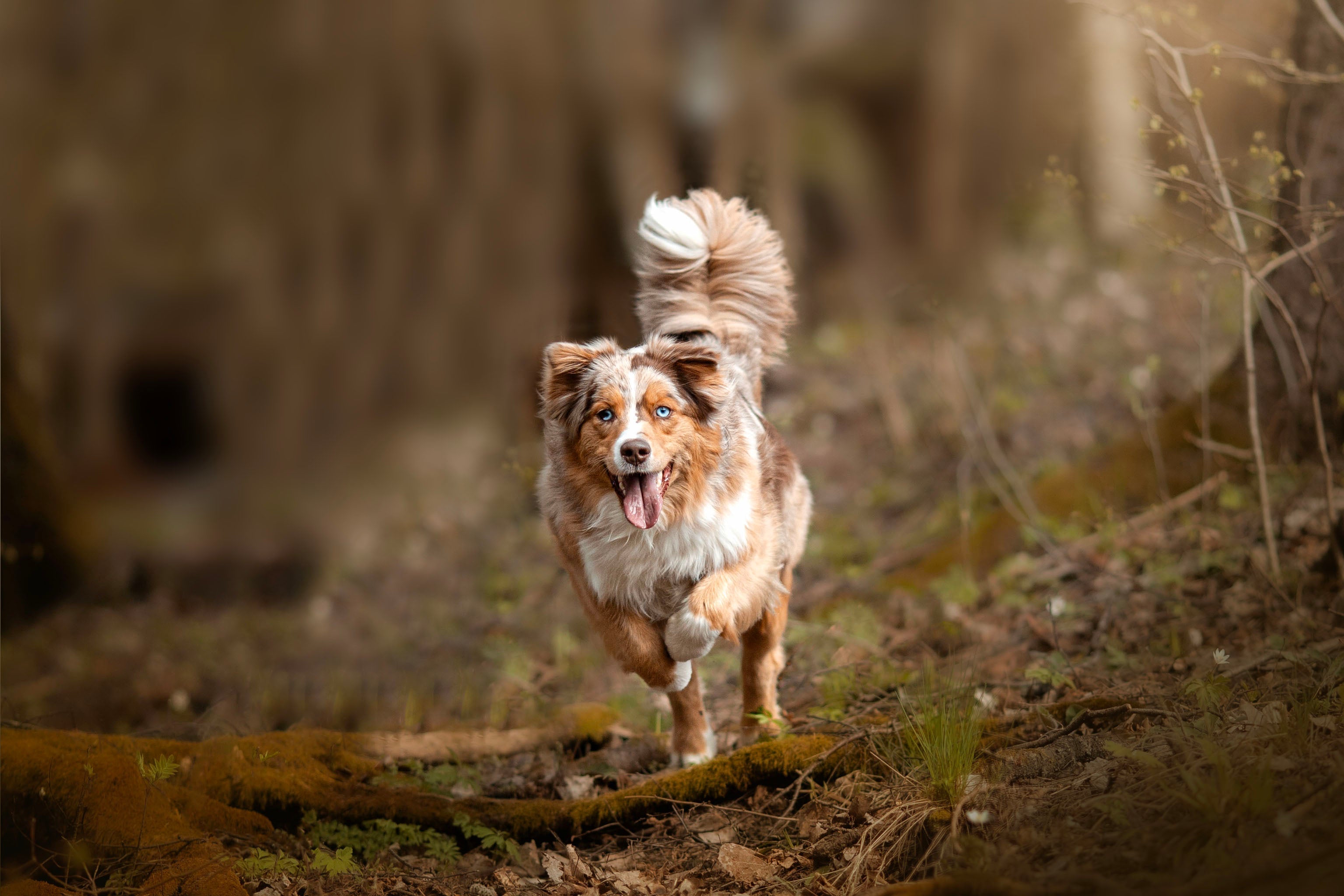 Tegn på understimulert hund