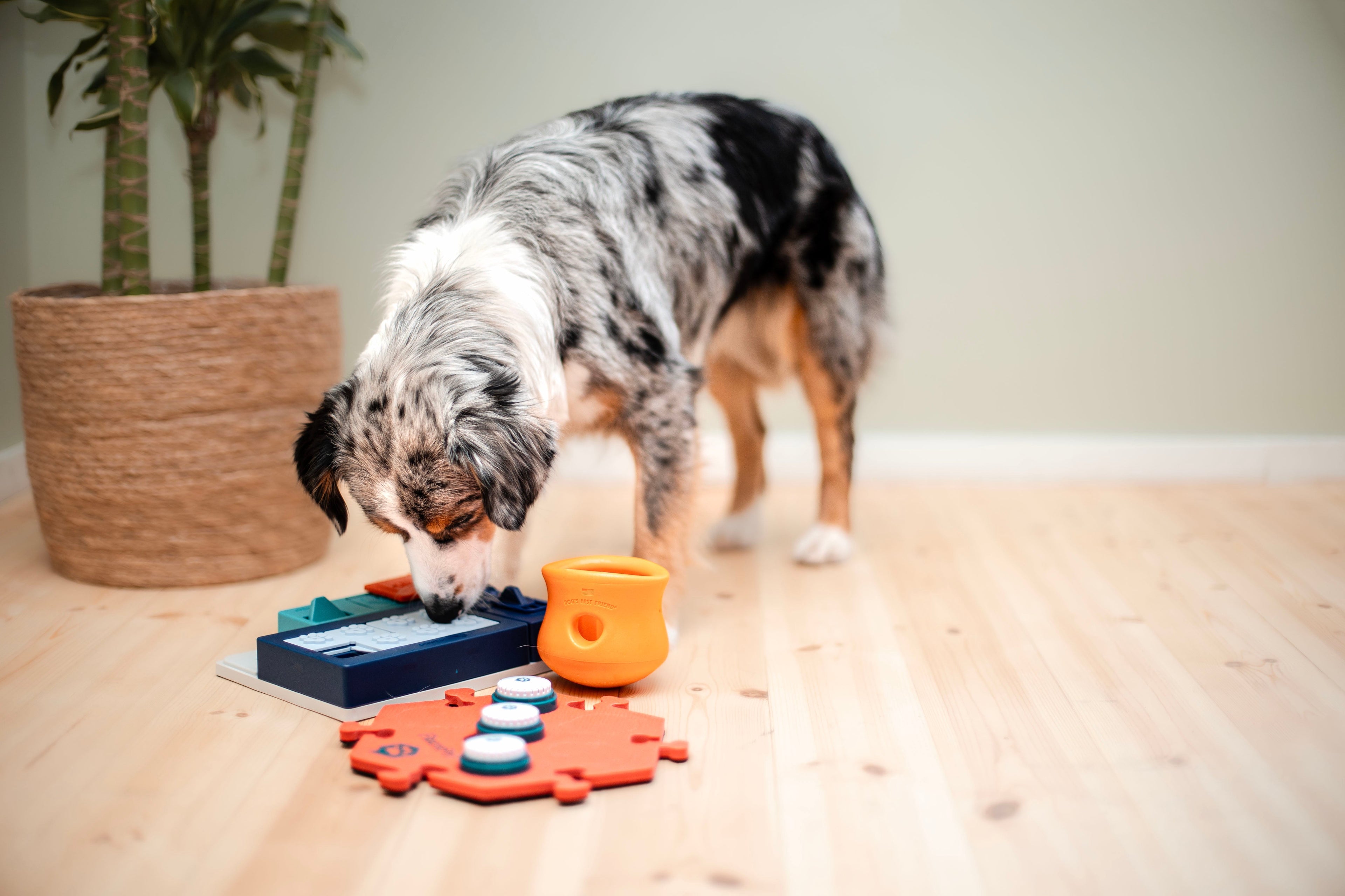 Hvor mye mental stimulering trenger en voksen hund?