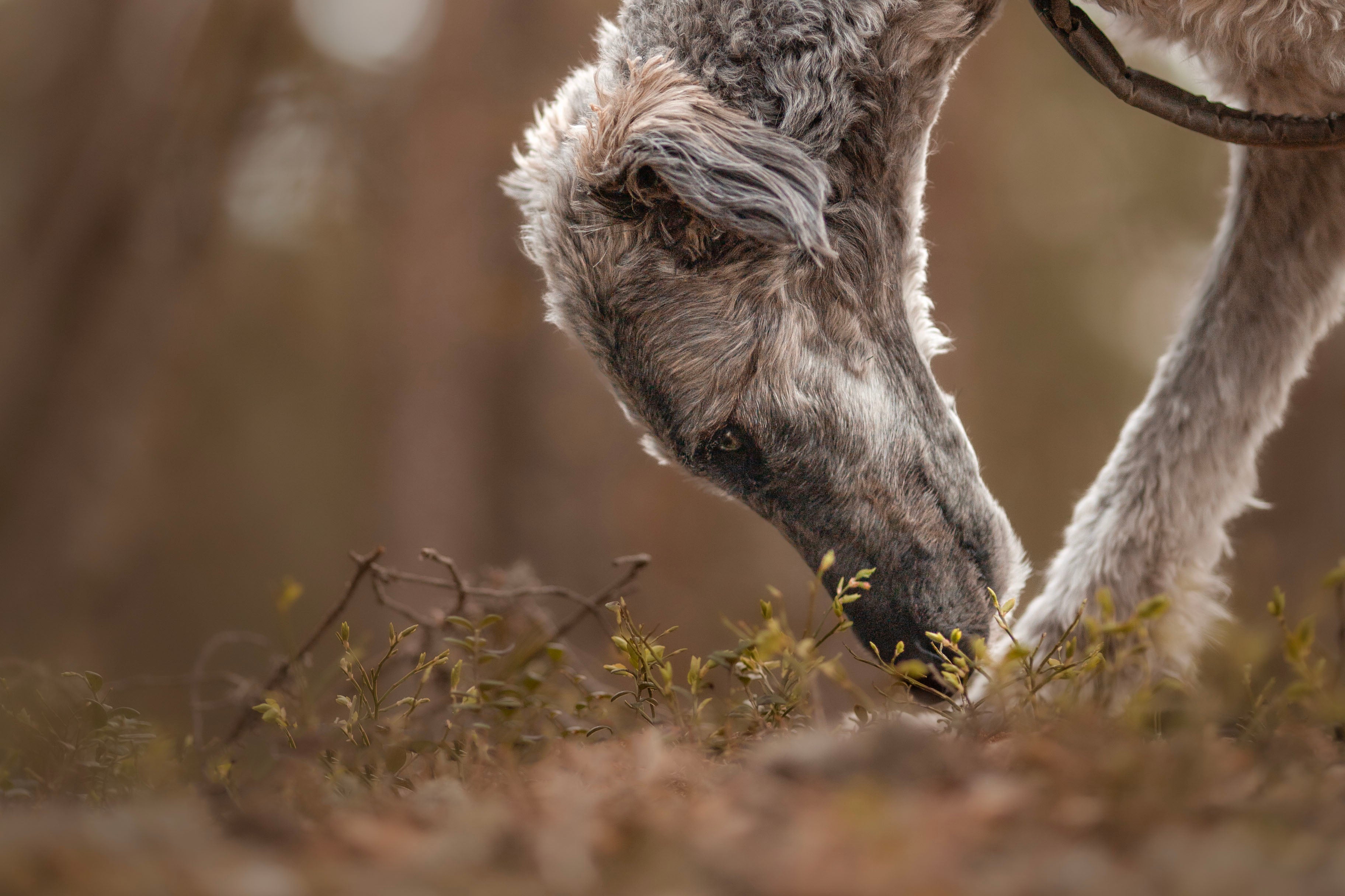 Utstyr til nosework: Dette trenger du som nybegynner