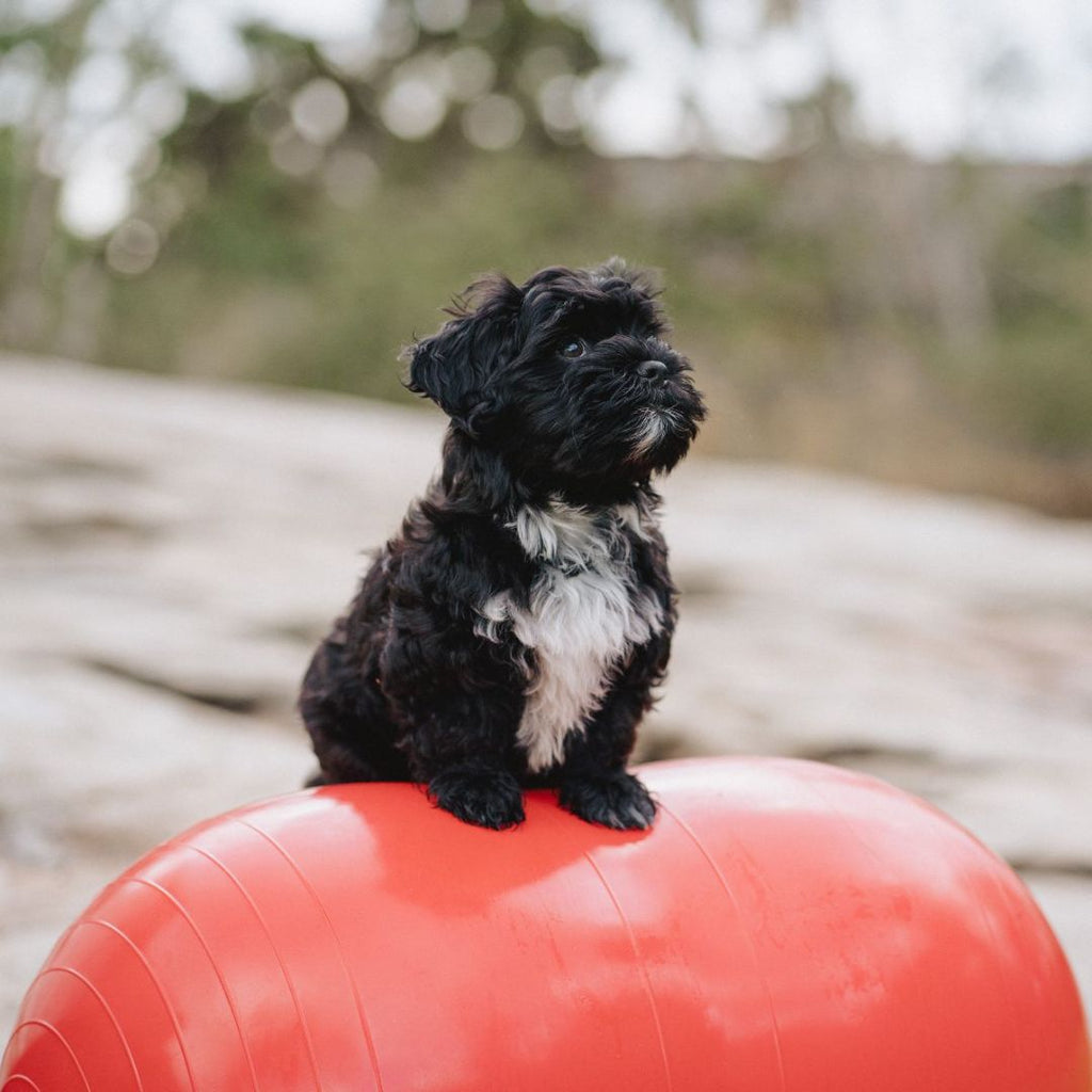 Peanøtt balanseball