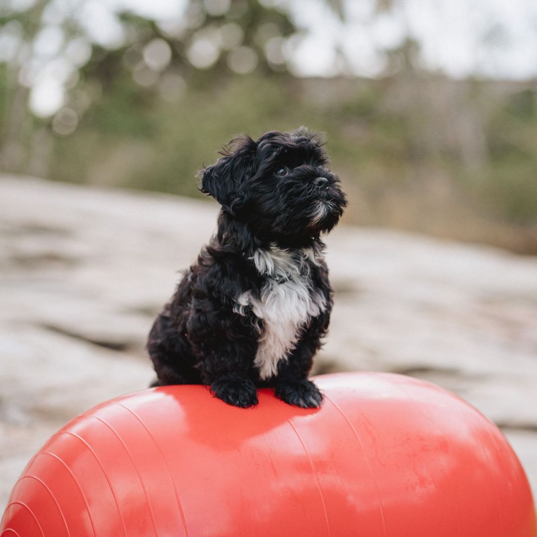 Peanøtt balanseball