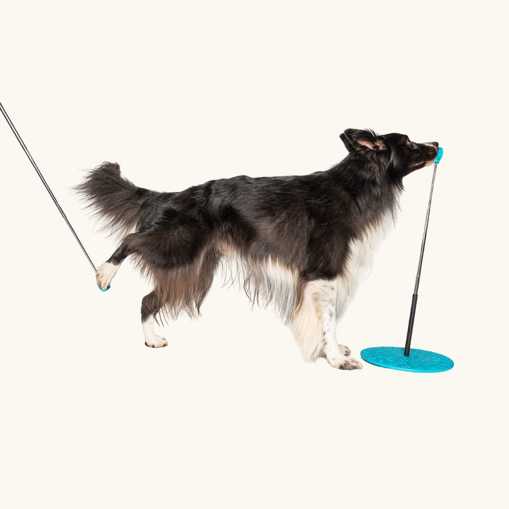 Melli4Dogs Target Set