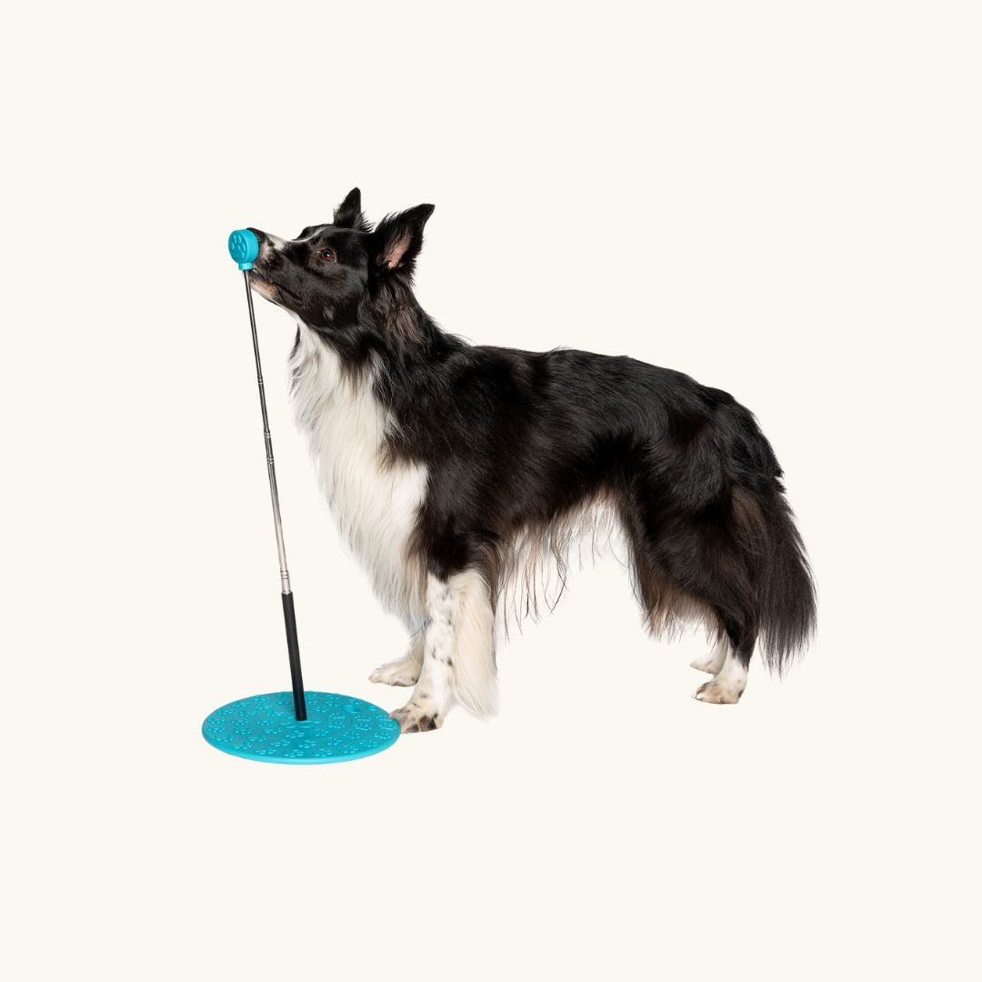 Melli4Dogs Target Set