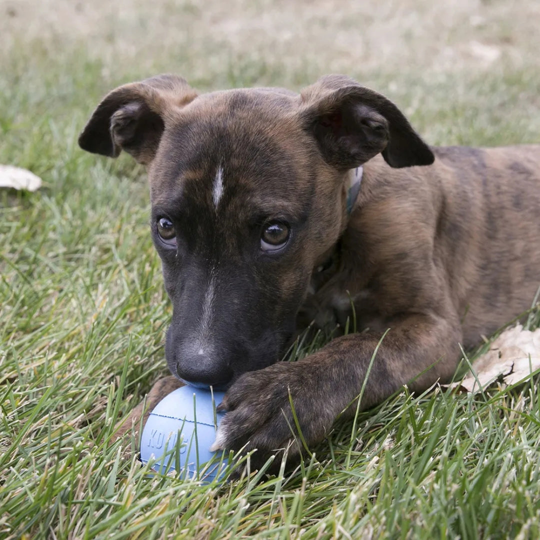 Kong Puppy Ball M/l Ø7,5cm