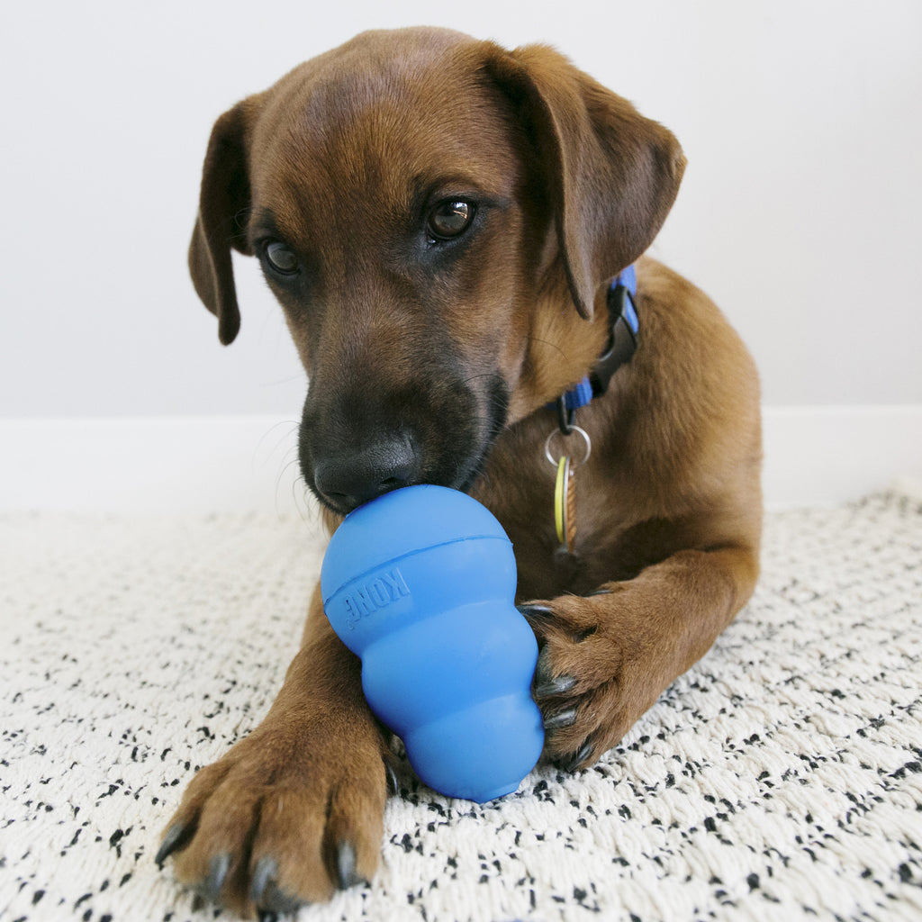 Kong Puppy