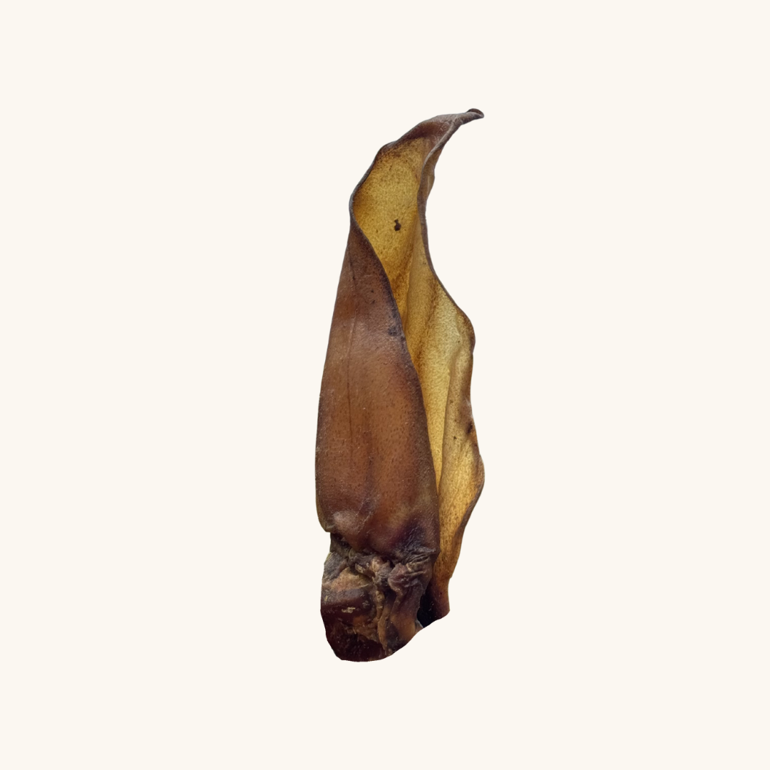 Okseøre